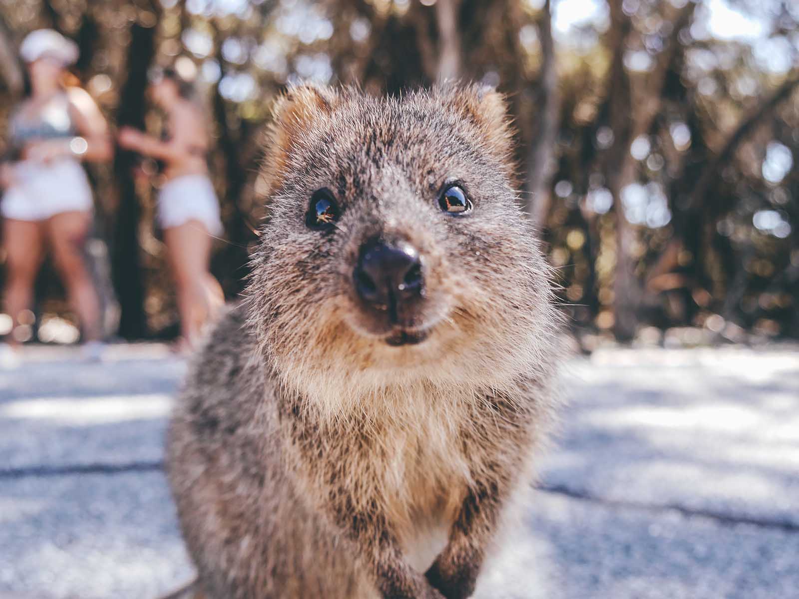 Rottnest Island, Western Australia, smiling quokka | Top Destinations for 2020