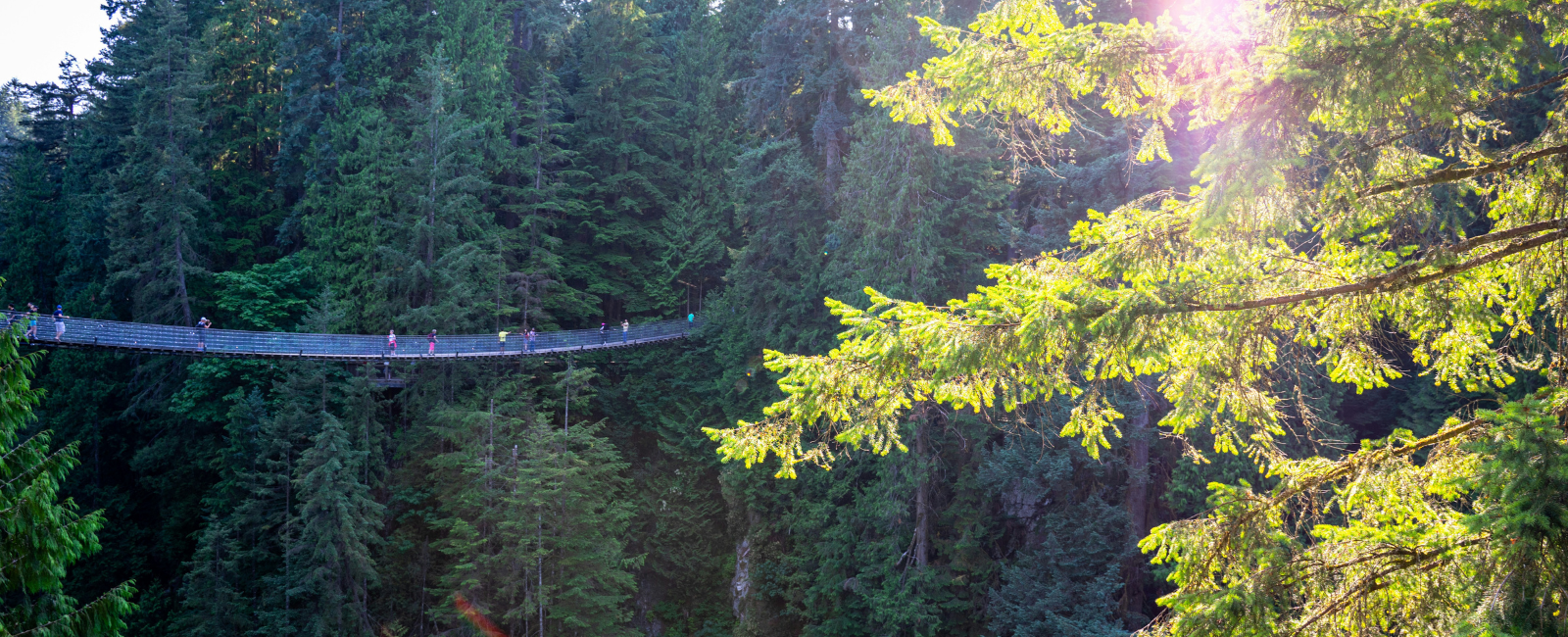 Capilano Suspension Bridge and surrounding park