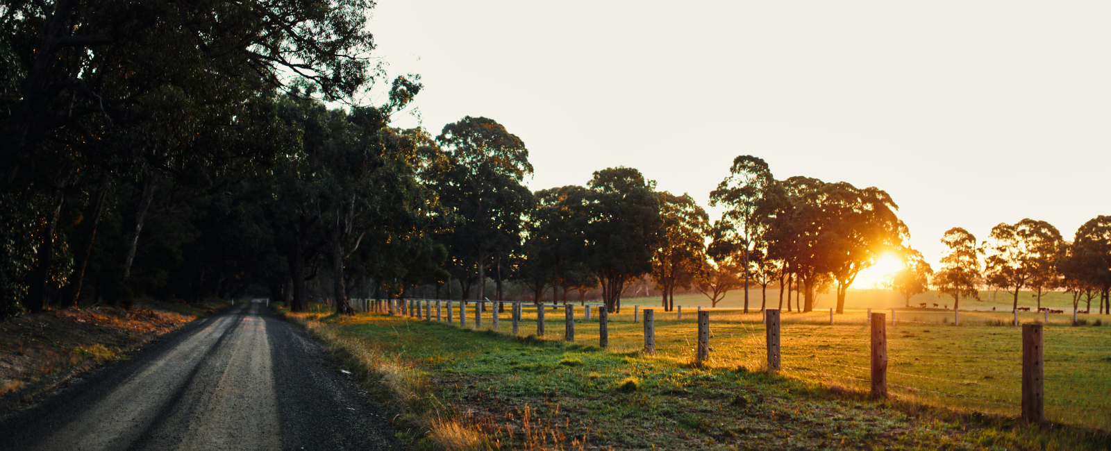 Grass field in East Gippsland