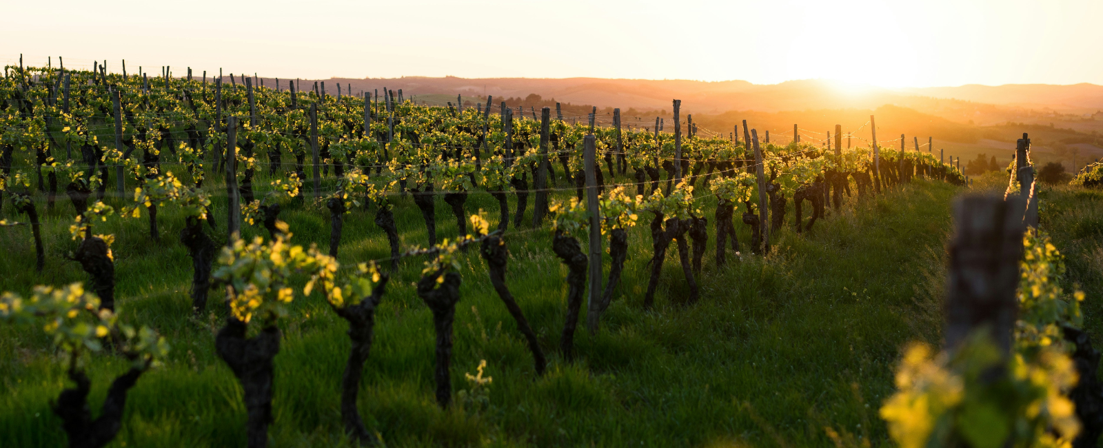 Vineyard at sunset