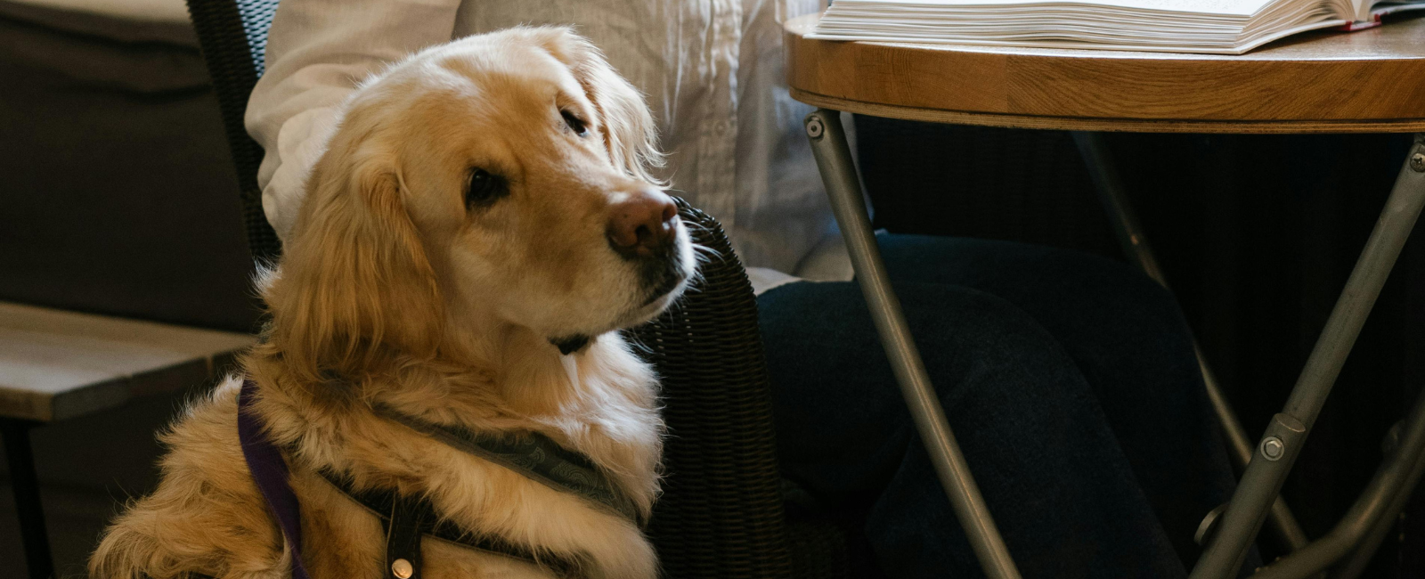 Guide dog waiting next to owner