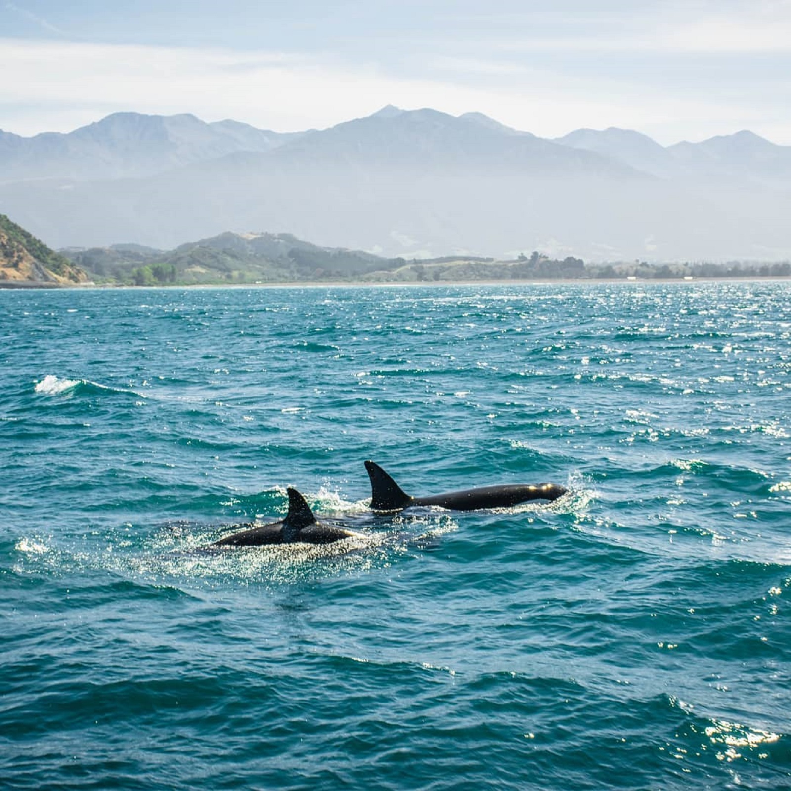 Kaikoura Marine Life 