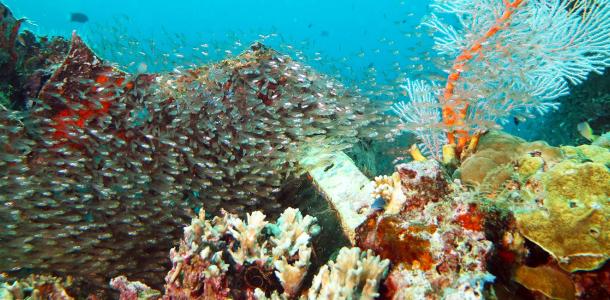 Diving in the Solomon Islands